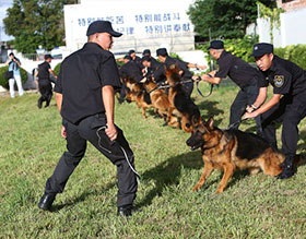 几种训犬护主的方法